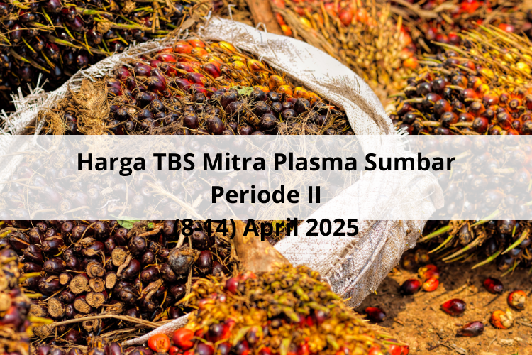 Tembus Rp 3.820 Per Kg Harga TBS Mitra Plasma Sumbar Periode II (8-14) April 2025