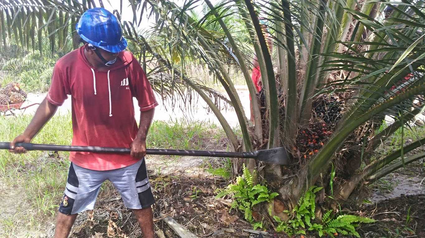 UU NO 1 TAHUN 2022, ANGIN SEGAR PEMBIAYAAN SAWIT BERKELANJUTAN DI DAERAH