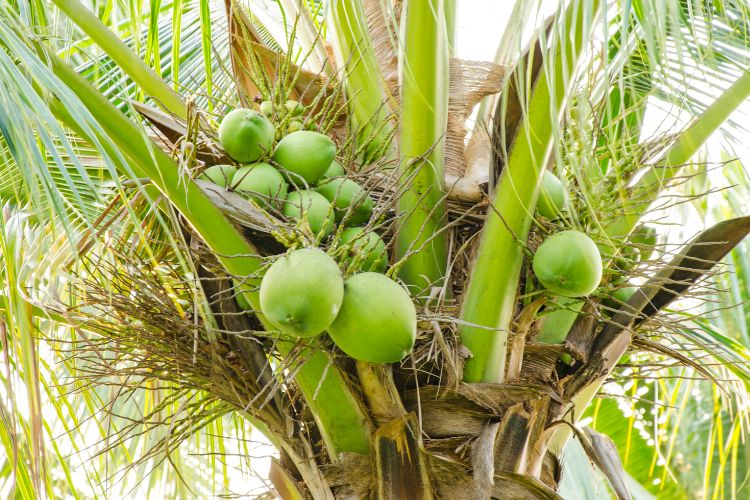 BPDP Bakal Gelar Lokakarya Terkait Perkebunan Kelapa di Provinsi Riau