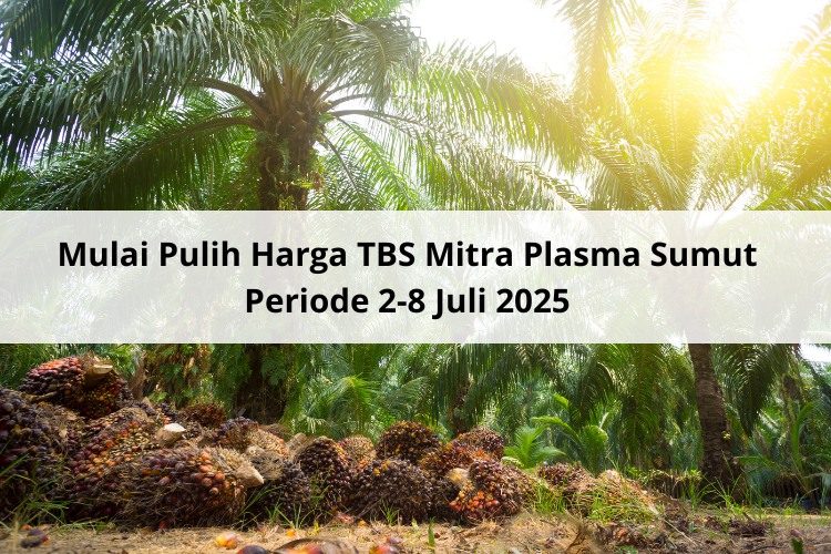 Mulai Pulih Harga TBS Mitra Plasma Sumut Periode 2-8 Juli 2025