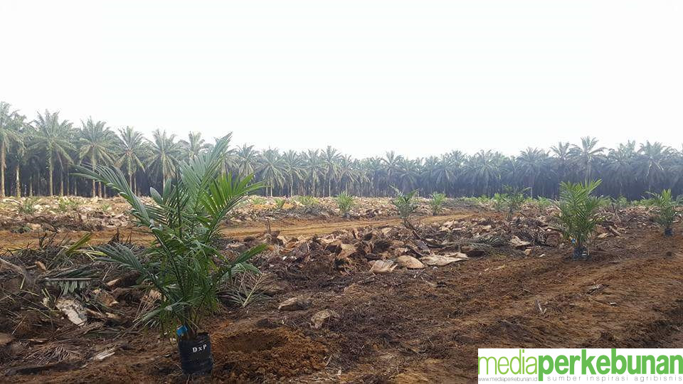 Teknik Replanting Sawit Sistem Underplanting dan Tumpang Sari