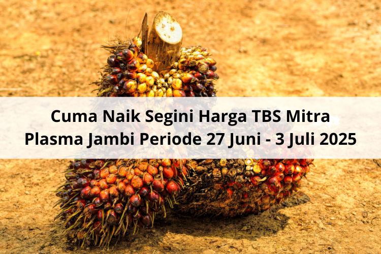 Cuma Naik Segini Harga TBS Mitra Plasma Jambi Periode 27 Juni – 3 Juli 2025