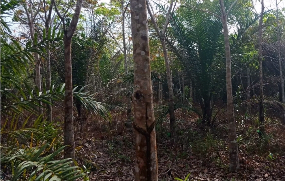 DURIAN, JENGKOL, PETAI GANTIKAN SAWIT DI KAWASAN HUTAN