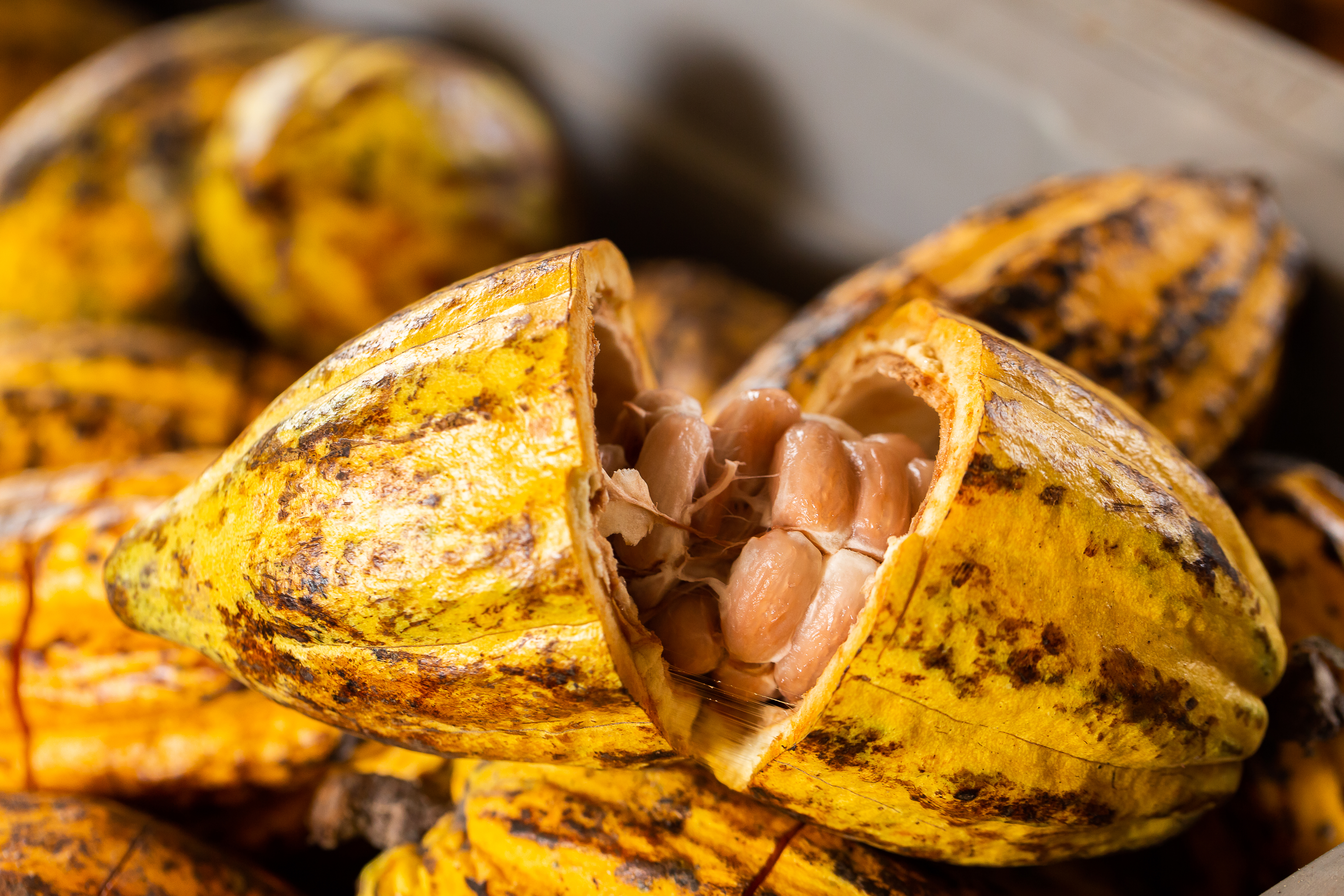 Harga Kakao Non Fermentasi Mulai dari Rp 20.000