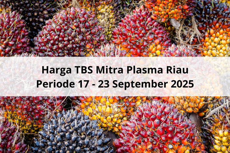 Turun Tipis Harga TBS Mitra Plasma Riau Periode 17 – 23 September 2025