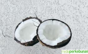 TIDAK ADA PROGRAM PENINGKATAN KESEJAHTERAAN PETANI YANG SIGNIFIKAN, KELAPA TERMAGINALKAN