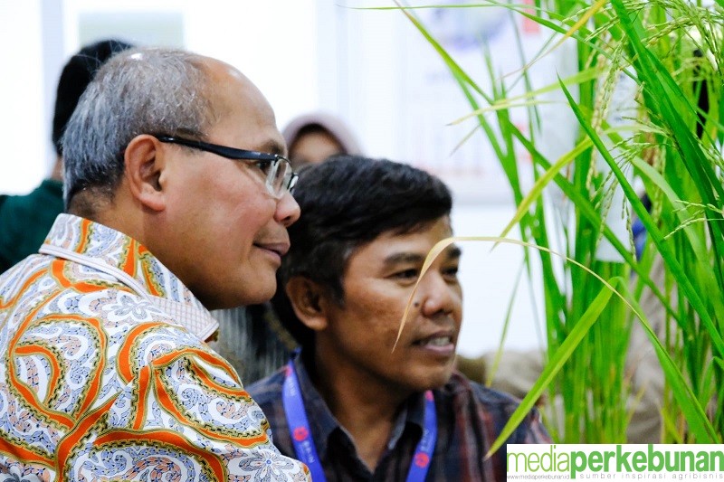 BRIN Gandeng Wilmar dan Syngenta Kembangkan Benih Padi Unggul