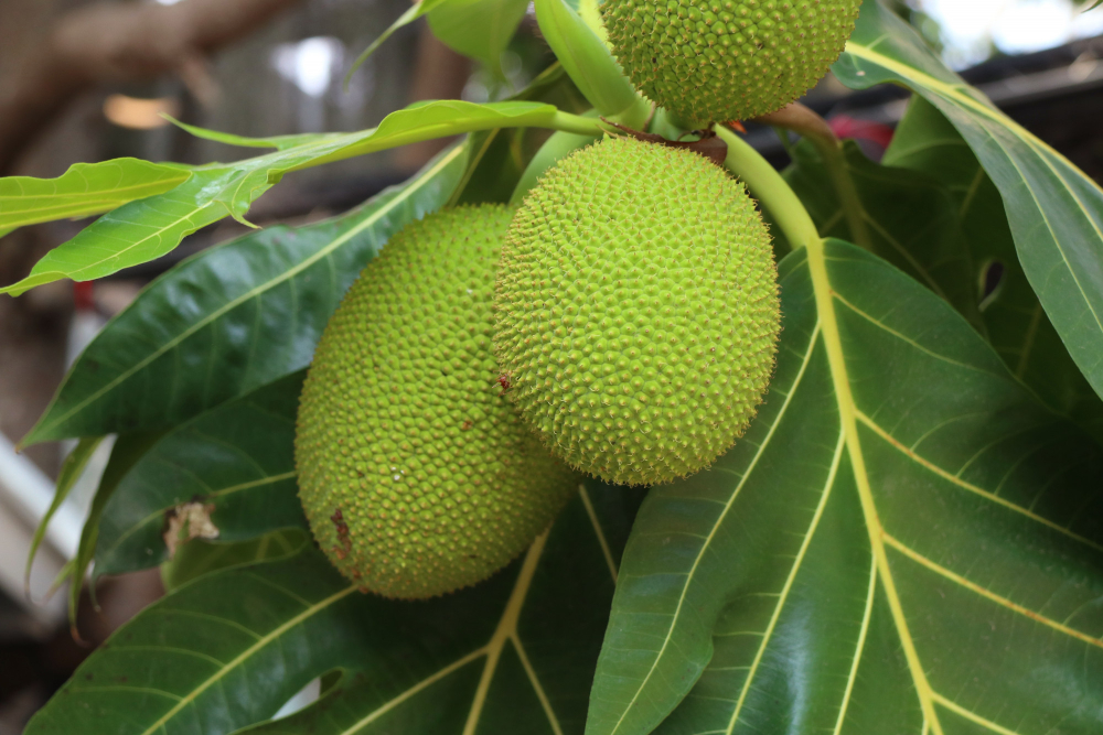 Sukun : Superfood Tropis Penyelamat Dunia dari Krisis Pangan dan Iklim