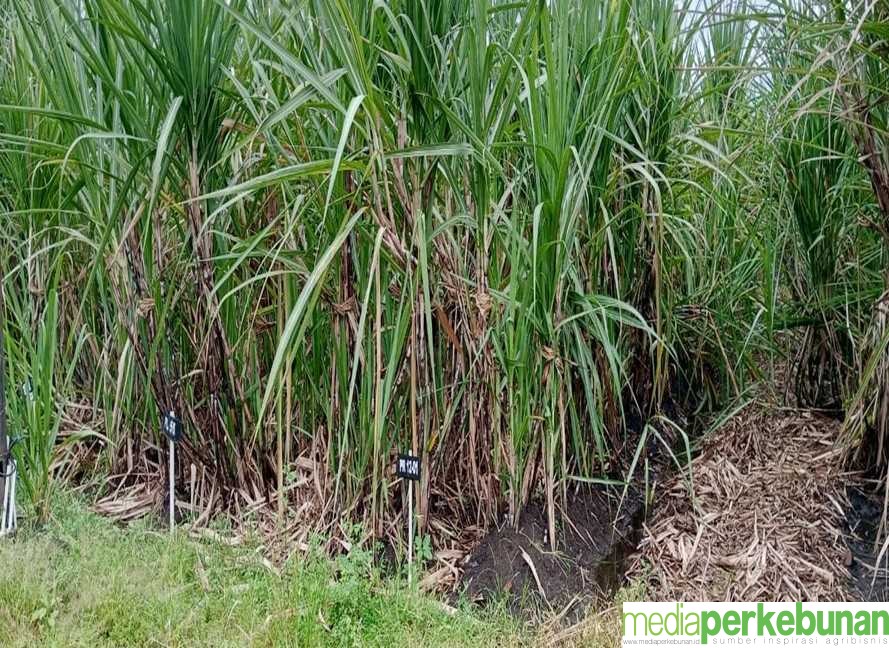 Klon Tebu Pringu Untungkan Petani