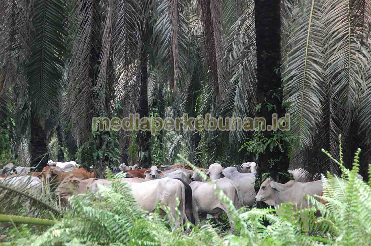PUSLITBANGBUN : TINGKATKAN NILAI TAMBAH PERKEBUNAN SAWIT RAKYAT