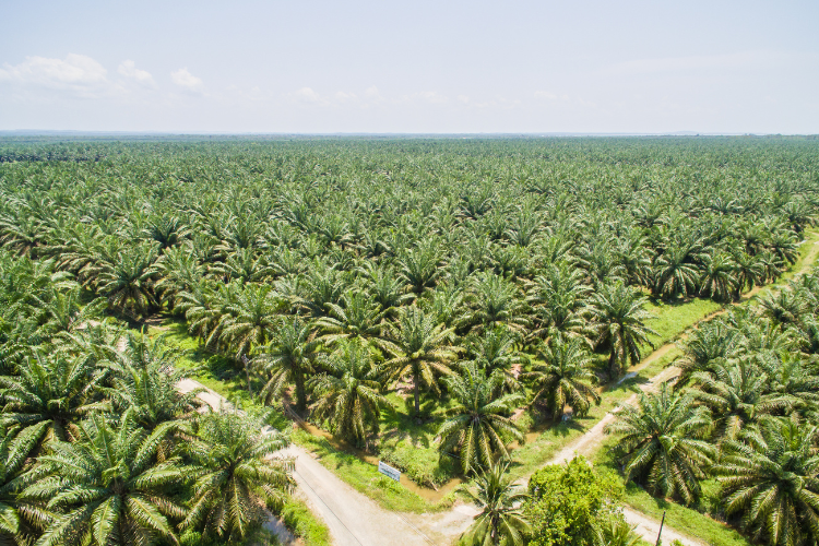 Untuk Ketahanan Energi, APROBI Minta Pemerintah Pertimbangkan Perluasan Lahan Sawit