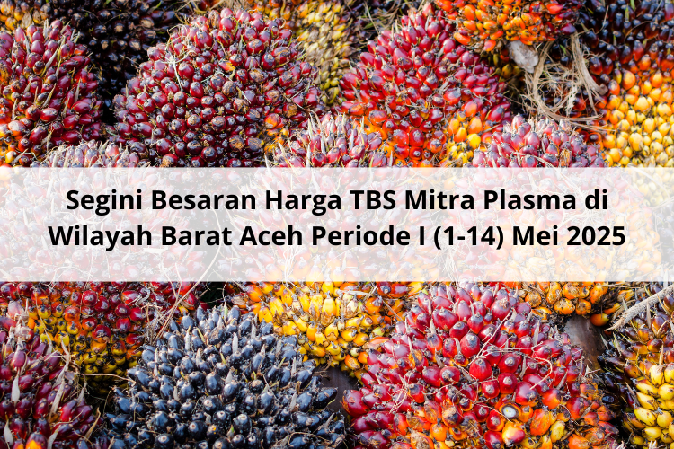 Segini Besaran Harga TBS Mitra Plasma di Wilayah Barat Aceh Periode I (1-14) Mei 2025