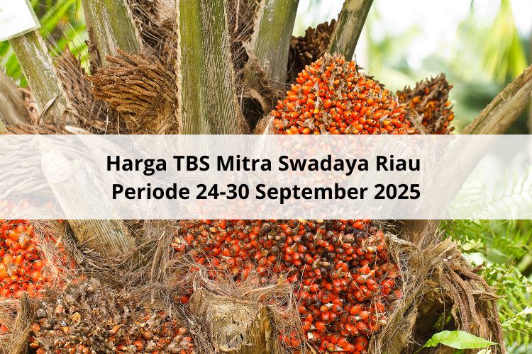 Petani Mitra Swadaya Riau Justru Sumringah Lihat Harga TBS Periode 24-30 September 2025