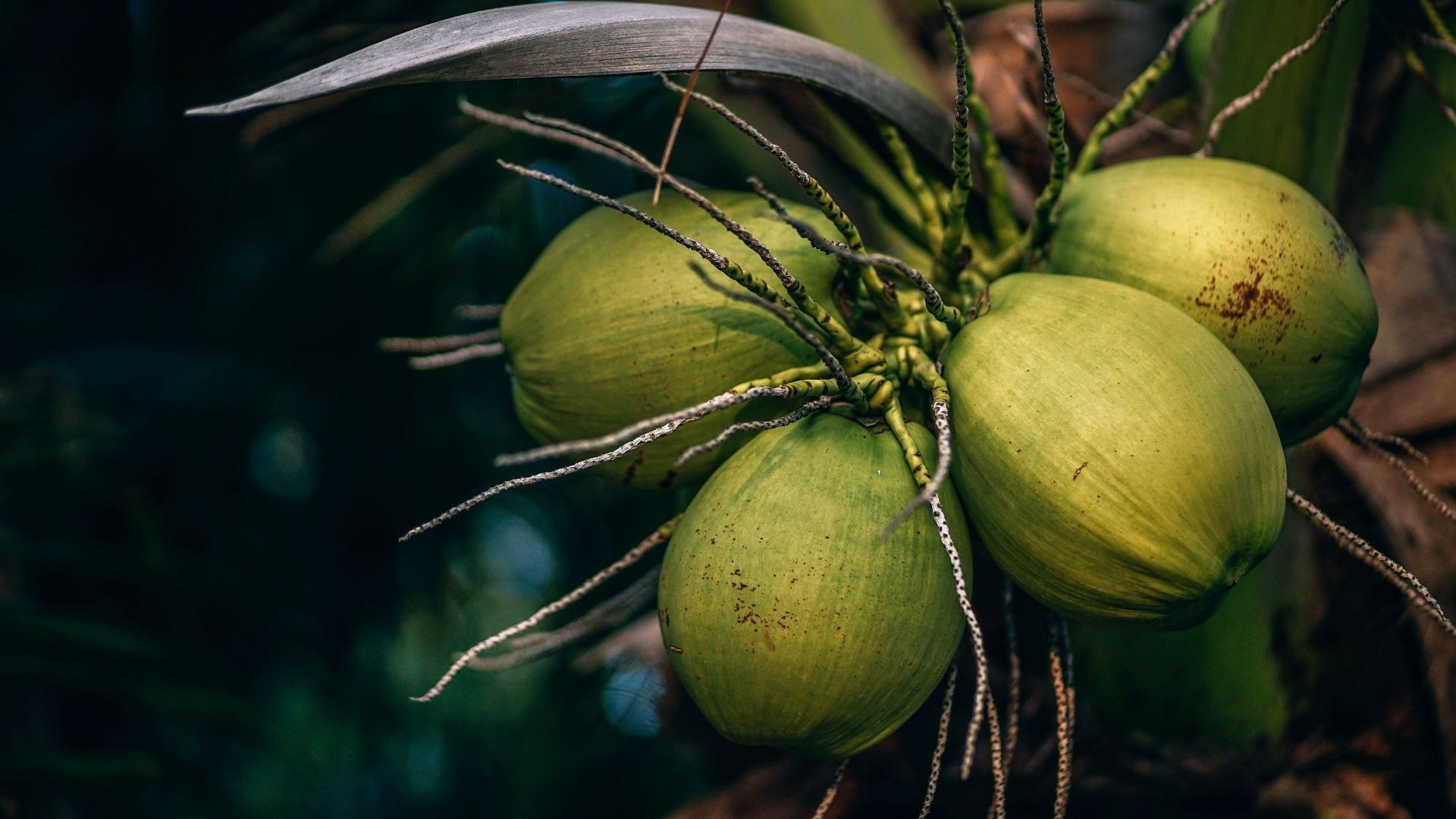 Harga Terus Naik, Pedagang Kelapa di Kota Medan Terpaksa Lakukan Ini
