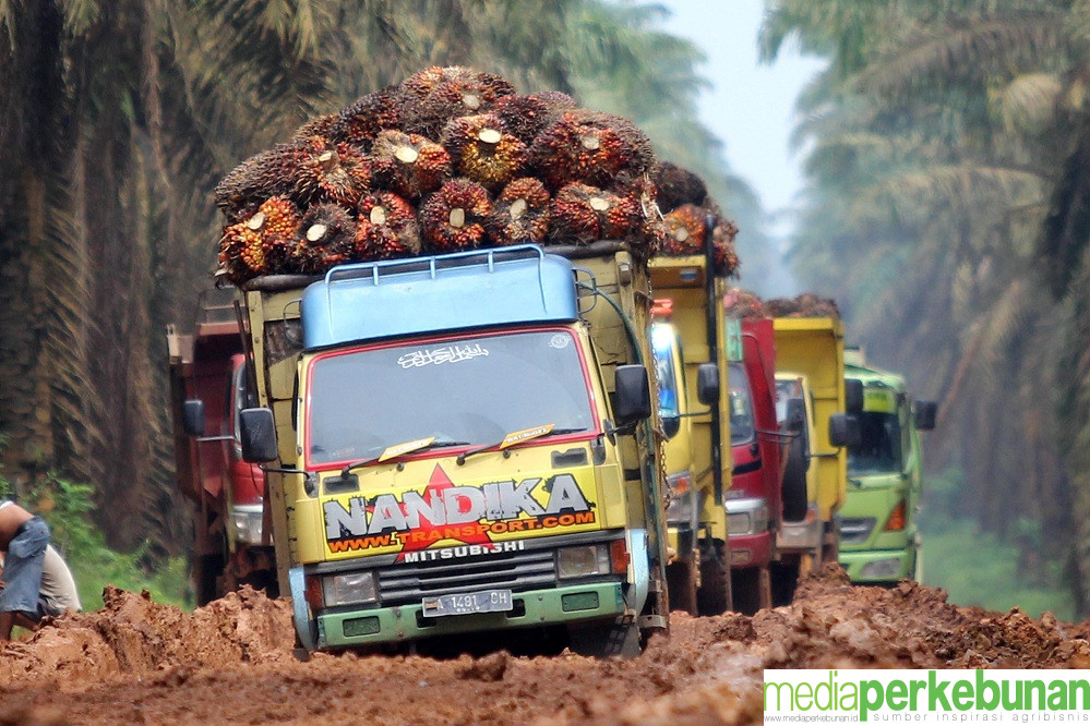 Harga TBS di Sumut Masih Naik Walau…