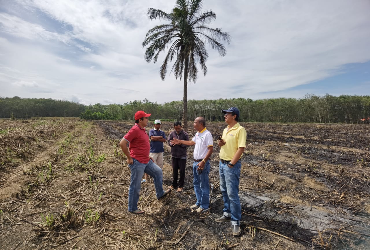 PETANI  LAMPUNG  BERHARAP ADA KEBIJAKAN KONKRIT LAIN UNTUK MENAIKKAN HARGA TBS