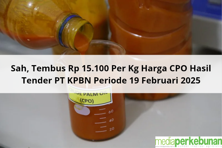 Sah, Tembus Rp 15.100 Per Kg Harga CPO Hasil Tender PT KPBN Periode 19 Februari 2025