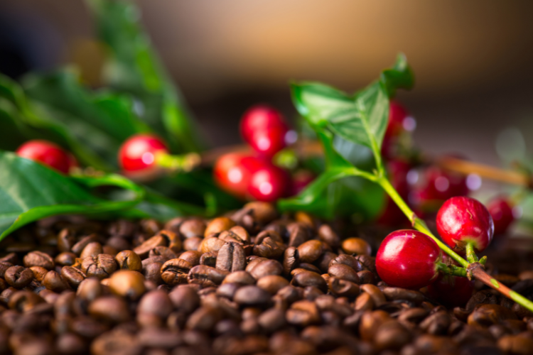 ICO: Ekspor Kopi Indonesia April 2025 Naik 31,9% Dibanding April 2024
