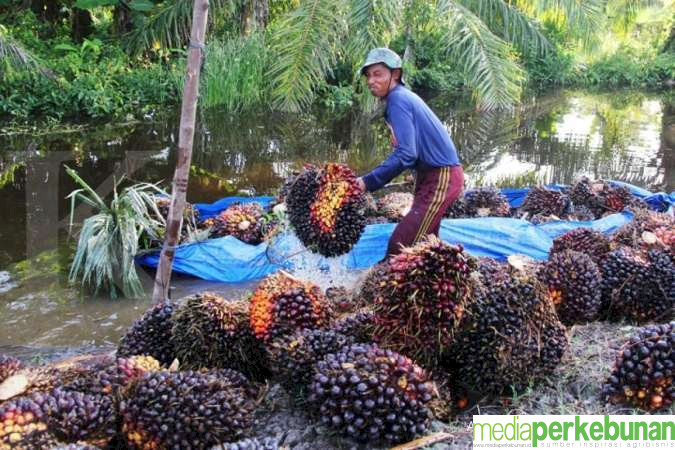 Harga TBS Mitra Swadaya di Riau Juga Naik