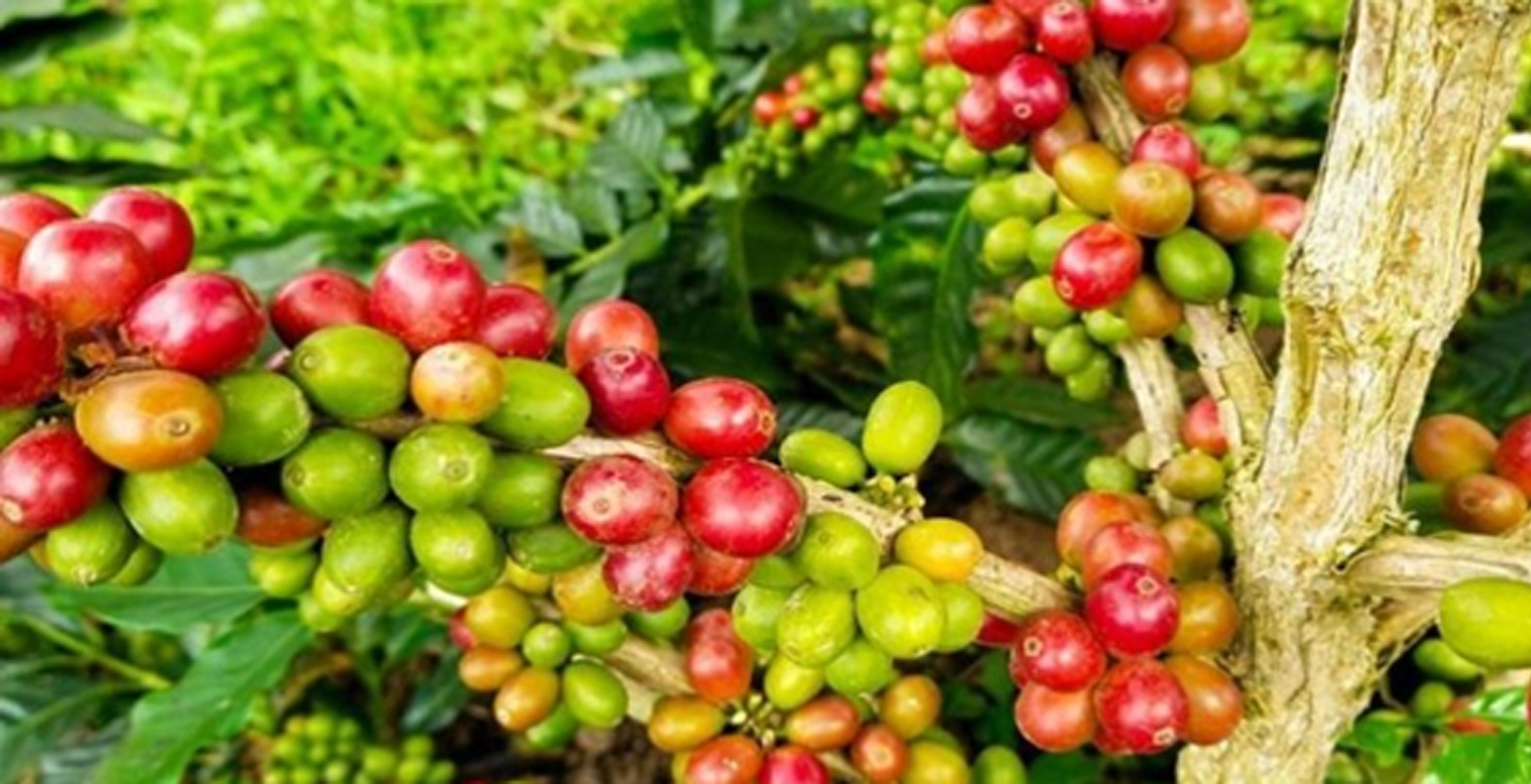 Konsumsi Kopi Dunia Diperkirakan Meningkat 5 Persen