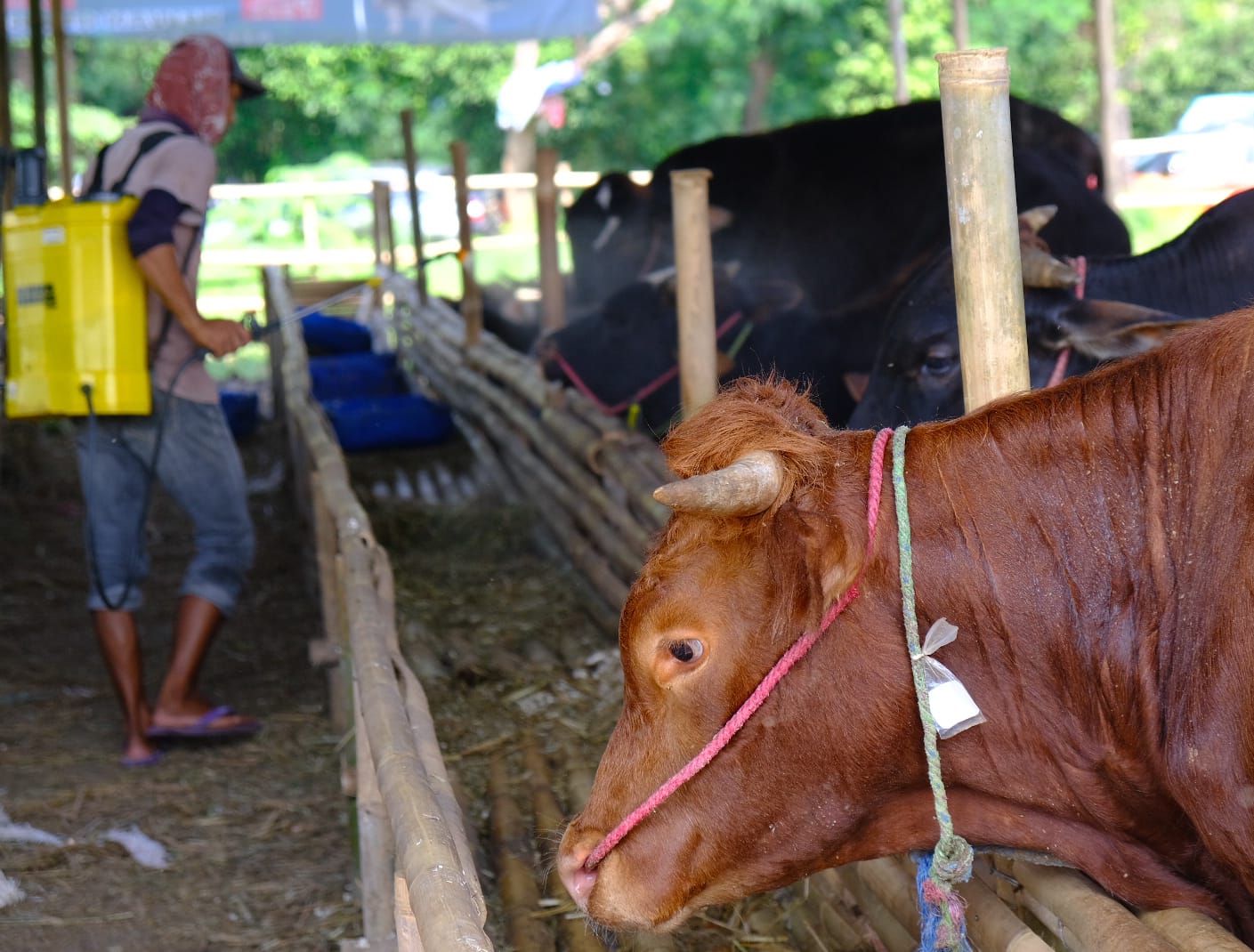 Wilmar Distribusikan Bantuan Hewan Kurban