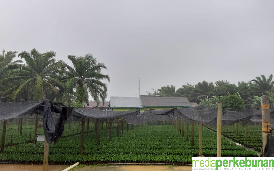 Kiat Sukses Pembibitan Sawit (1)
