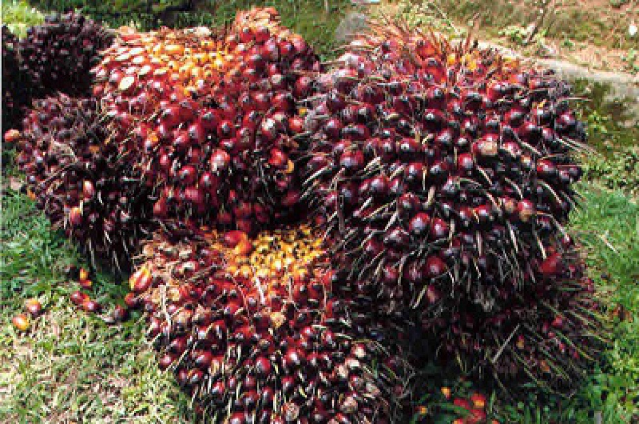 Harga TBS Sawit Swadaya di Riau Turun Jadi Rp3.874 per Kg, Imbas Anjloknya Harga Kernel