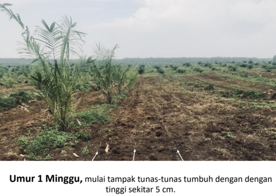 Integrasi Sawit-Sorgum, Mendongkrak Pendapatan Petani PSR