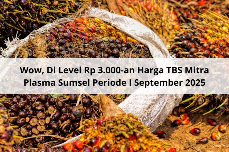 Wow, Di Level Rp 3.000-an Harga TBS Mitra Plasma Sumsel Periode I September 2025
