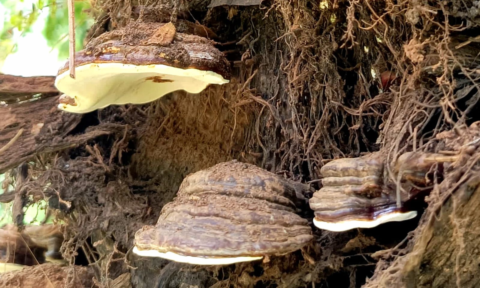Ganoderma: Ancaman Serius Busuk Pangkal Batang pada Sawit, Begini Dampaknya untuk Indonesia dan Malaysia