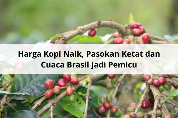 Harga Kopi Naik, Pasokan Ketat dan Cuaca Brasil Jadi Pemicu