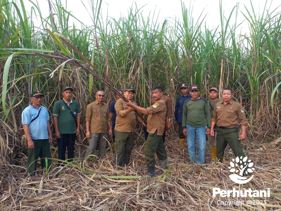 Melalui Program ATM, BUMN Ini Hasilkan Lebih 80 Ton per Ha Tebu