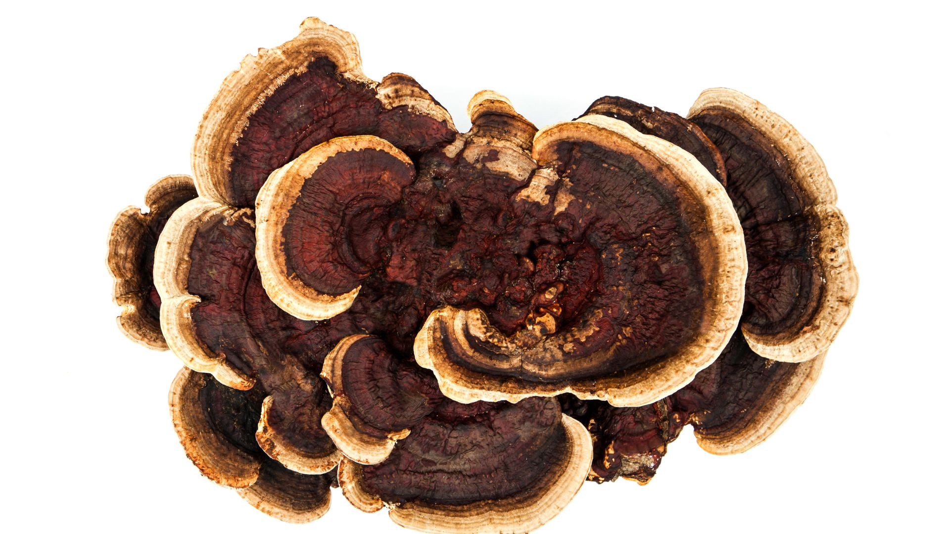 Kenalan sama Ganoderma, Begini Sejarah Keberadaannya