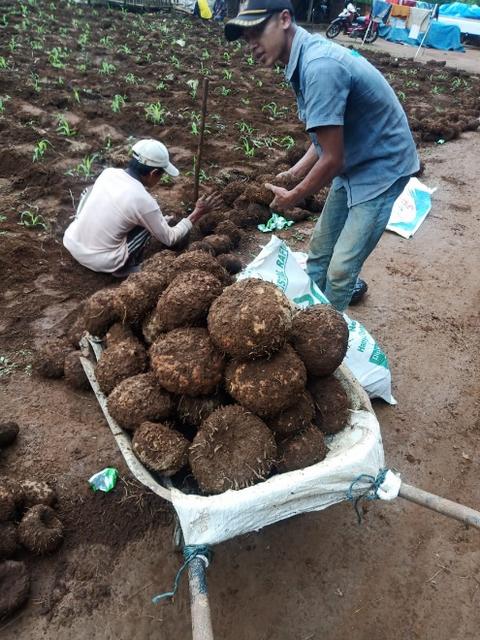 DITJENBUN TIDAK LARANG PETANI PSR TANAM PORANG SEBAGAI TANAMAN TUMPANG SARI
