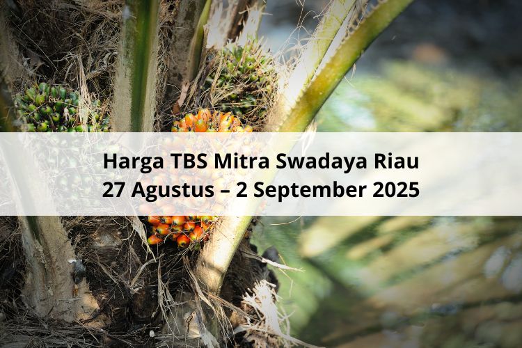 Lah, Justru Turun Harga TBS Mitra Swadaya Riau Periode 27 Agustus – 2 September 2025