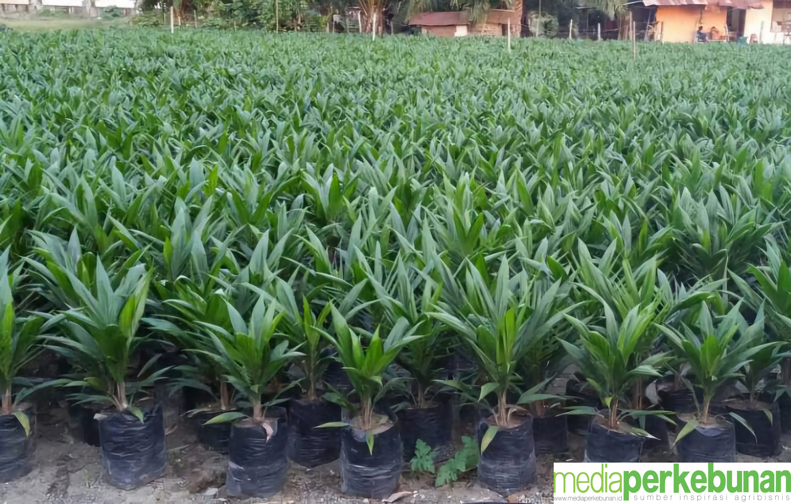 Penetapan Harga Bibit Sawit Terbaru untuk Program PSR