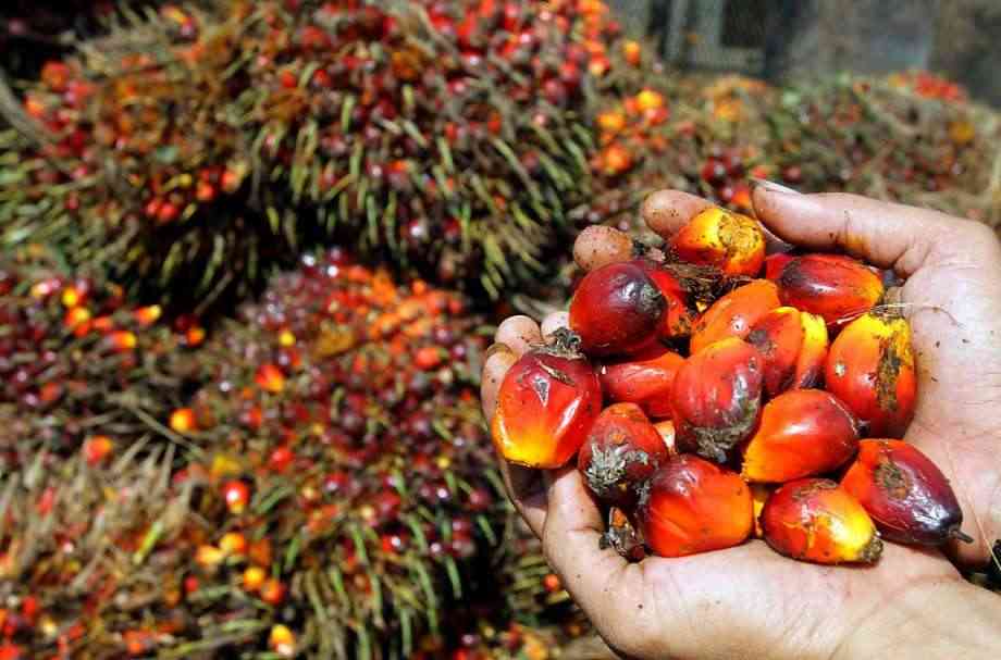 P3PI Dukung Pabrik Kelapa Sawit Brondolan, Desak Aturan Tegas agar Tata Niaga Sawit Lebih Tertib