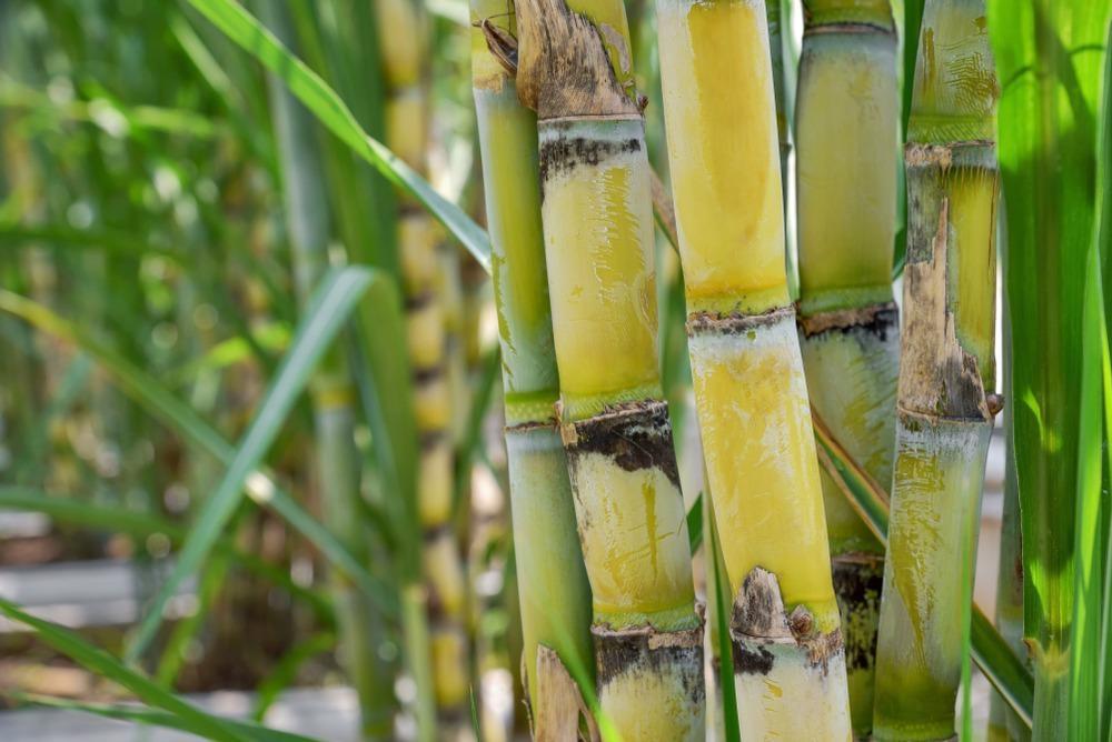 Penjenjangan Benih Tebu: Mulai dari Kebun Nenek hingga Siap Tanam