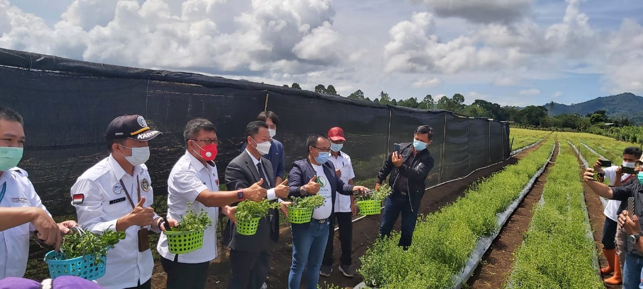 Pengembangan  Stevia di Minahasa, Bukti Korporasi Petani, Investasi dan Kemitraan Berjalan Selaras