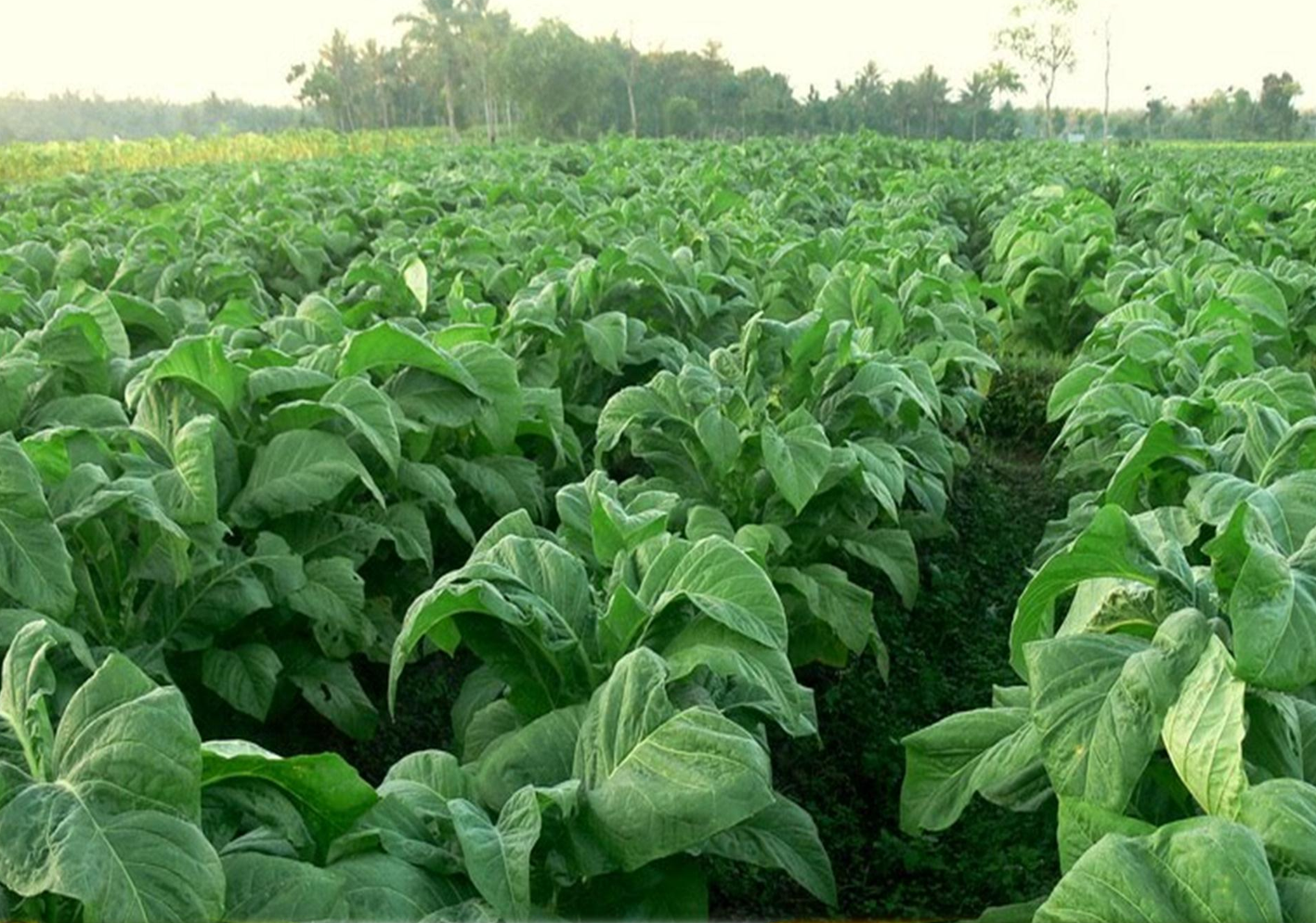 INOVASI TEKNOLOGI KONSERVASI LAHAN DAN PENINGKATAN PRODUKTIVITAS TEMBAKAU