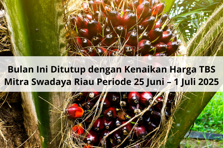 Bulan Ini Ditutup dengan Kenaikan Harga TBS Mitra Swadaya Riau Periode 25 Juni – 1 Juli 2025