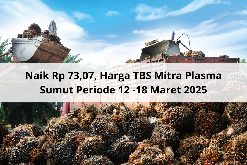 Naik Rp 73,07 Harga TBS Mitra Plasma Sumut Periode 12 -18 Maret 2025