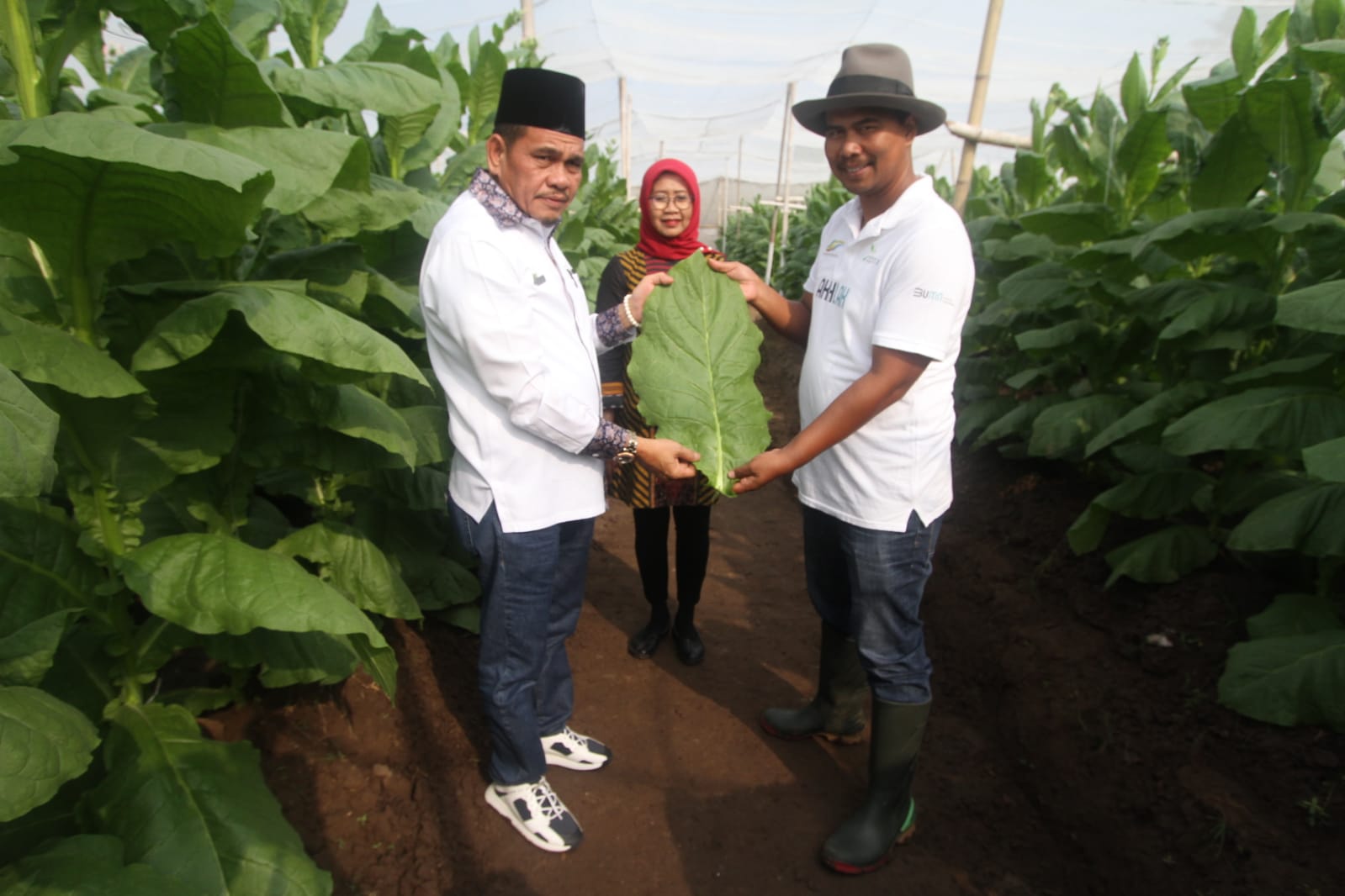 PTPN X LAKUKAN PANEN PERDANA TEMBAKAU KLATEN