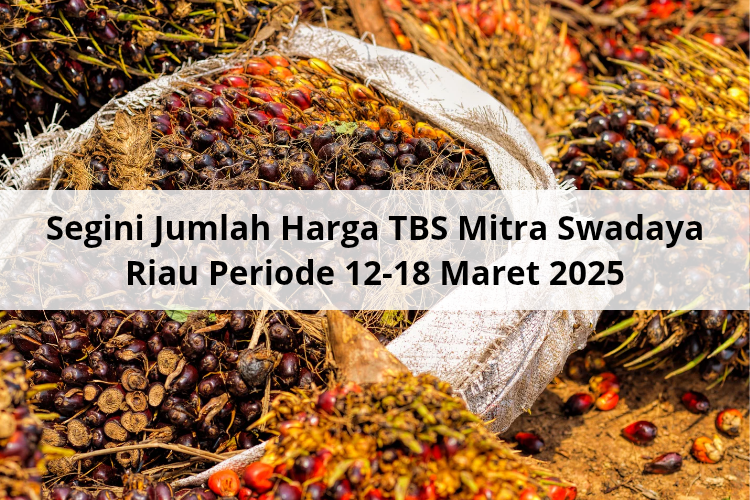 Segini Jumlah Harga TBS Mitra Swadaya Riau Periode 12 -18 Maret 2025