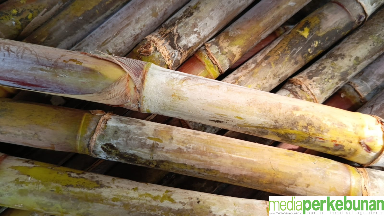 Kondisi Petani Tebu di Rembang, Sanggupkah Menuju Target Swasembada Gula 2028?