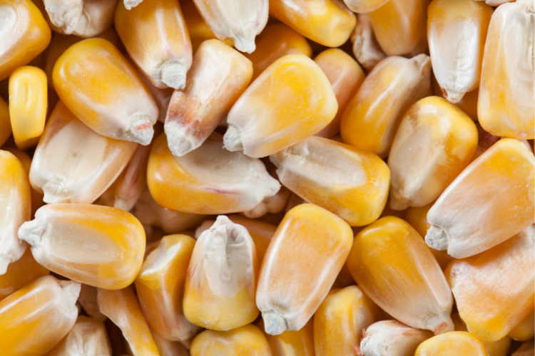 Anjlok, Produksi Jagung Pipilan Kering Aceh 2024