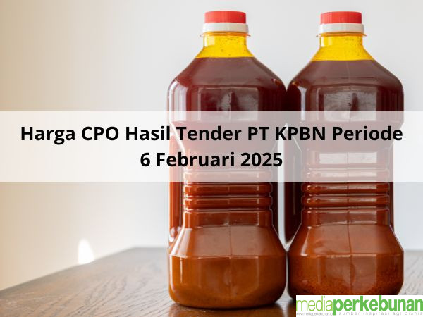Usai Naik Rp 142, Kini Naik Rp 115 Harga CPO Hasil Tender PT KPBN Periode 6 Februari 2025