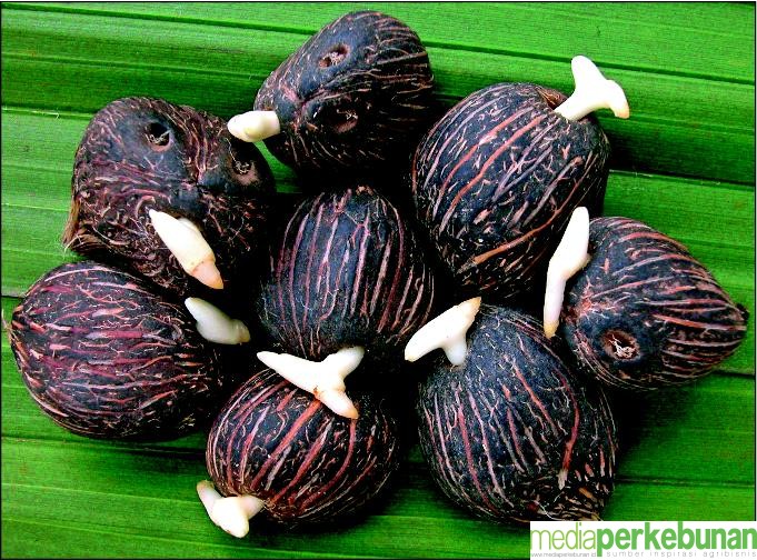 BENIH ILEGITIM MUSUH BERSAMA PEMANGKU KEPENTINGAN SAWIT