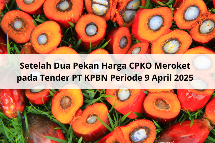 Setelah Dua Pekan Harga CPKO Meroket pada Tender PT KPBN Periode 9 April 2025