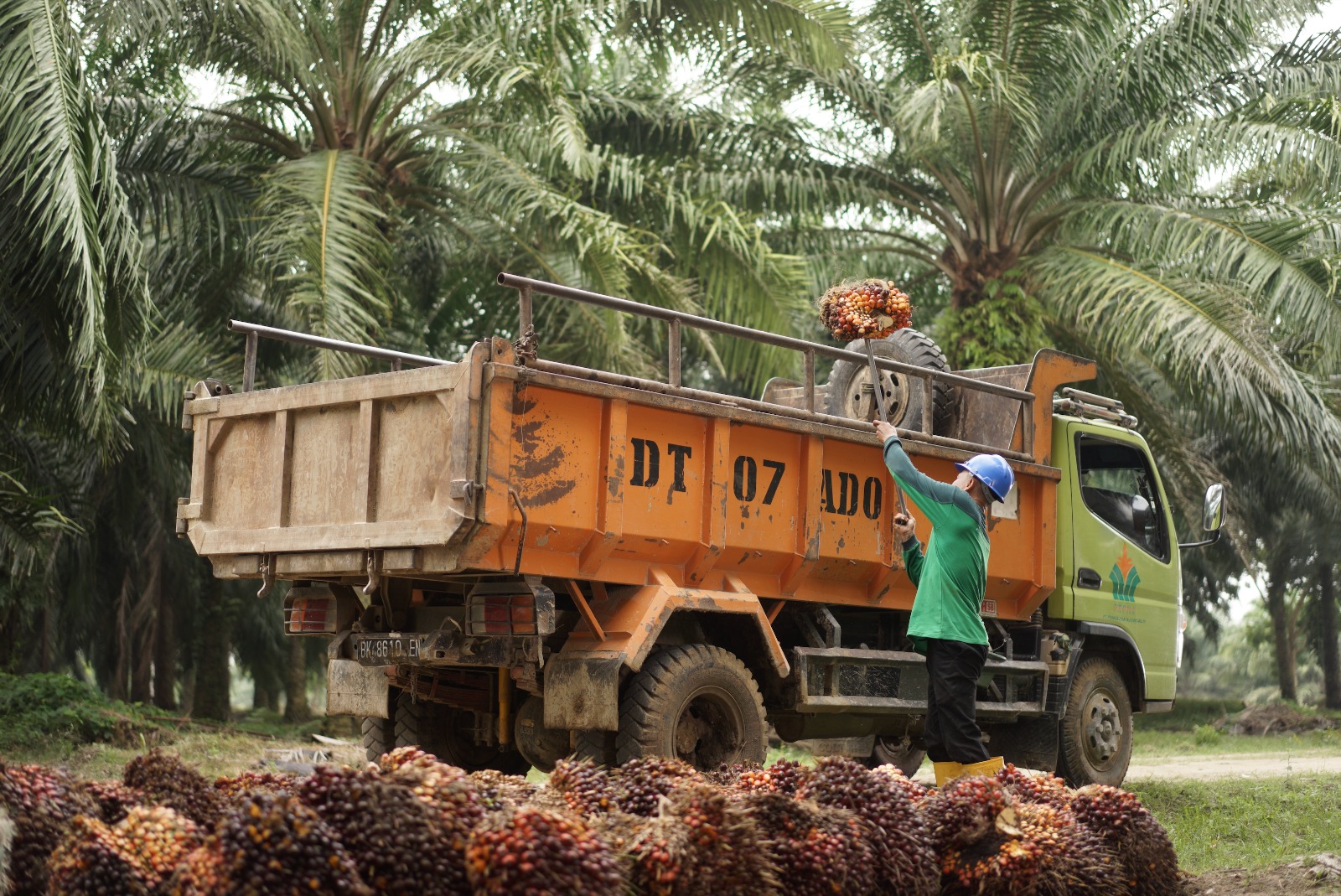 PTPN Fokus Pada Maksimalisasi Sepanjang Rantai Nilai Sawit